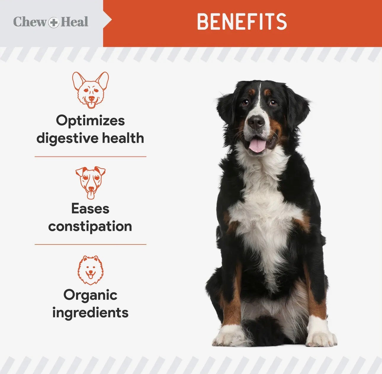 Pumpkin & Probiotics Crunchy Dog Treats