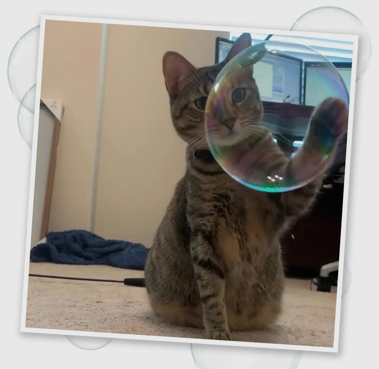 Honeysuckle Catnip Bubbles 5 oz