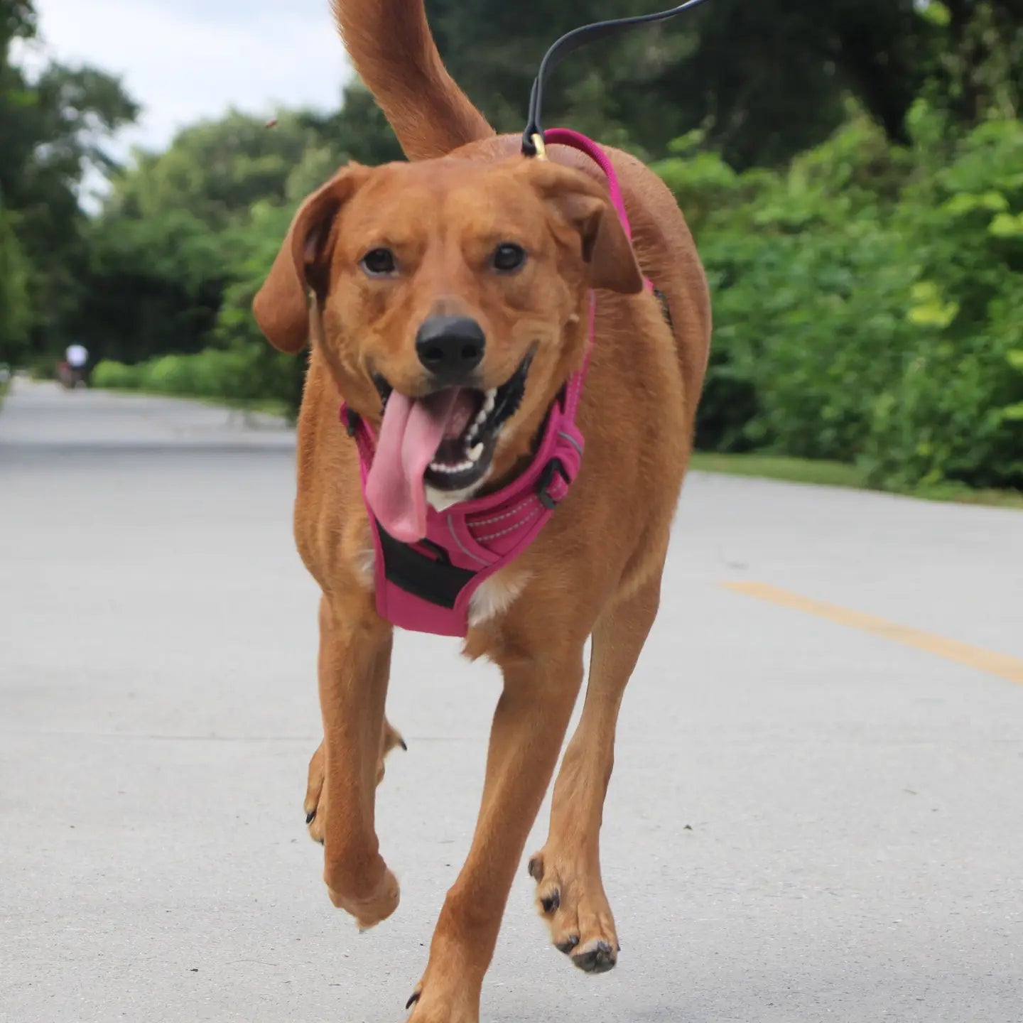 Hot Pink Venture Paw Dog Harness