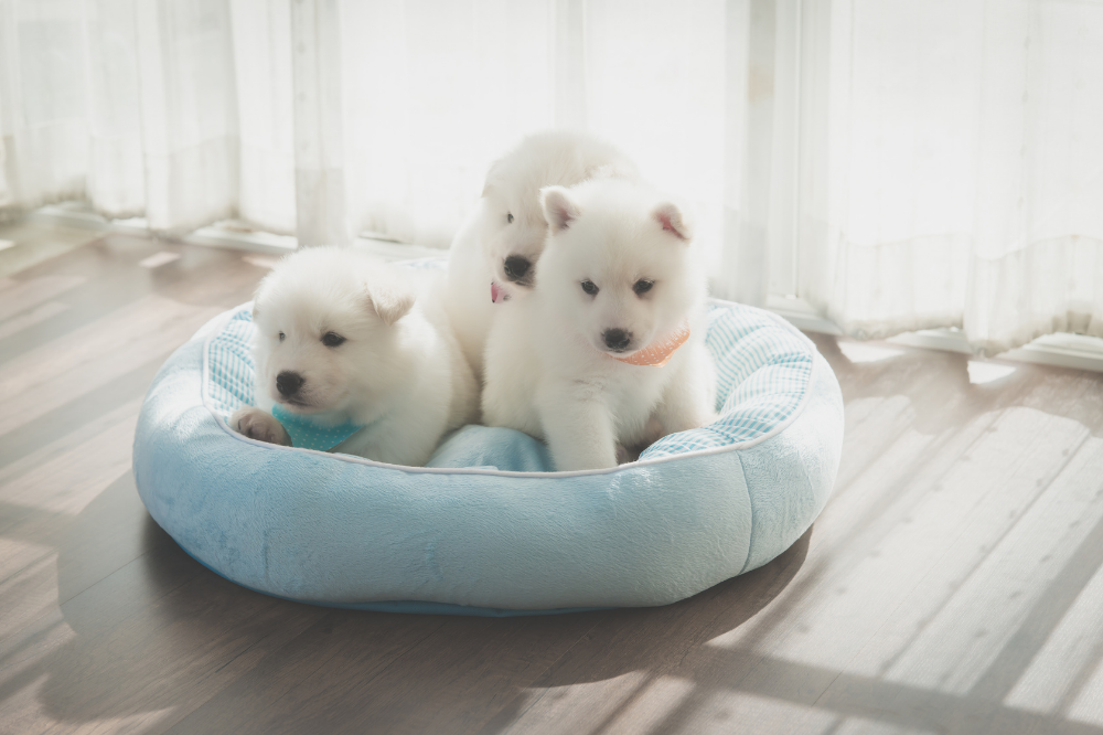 5 Reasons to Buy a Pet Bed - My Kids Have Fur Pet Supplies