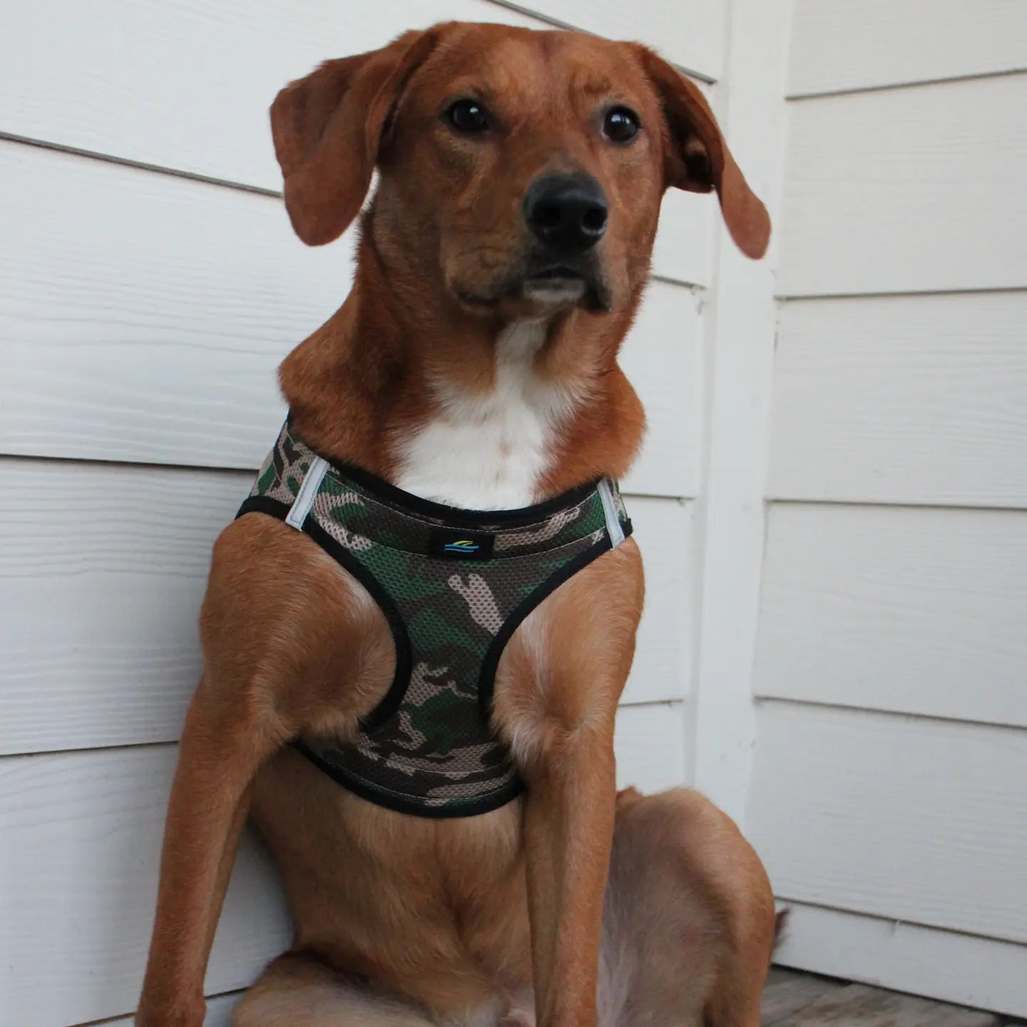 American River Camo Step In Dog Harness