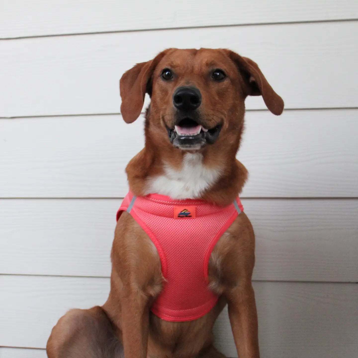 American River Coral Step In Dog Harness