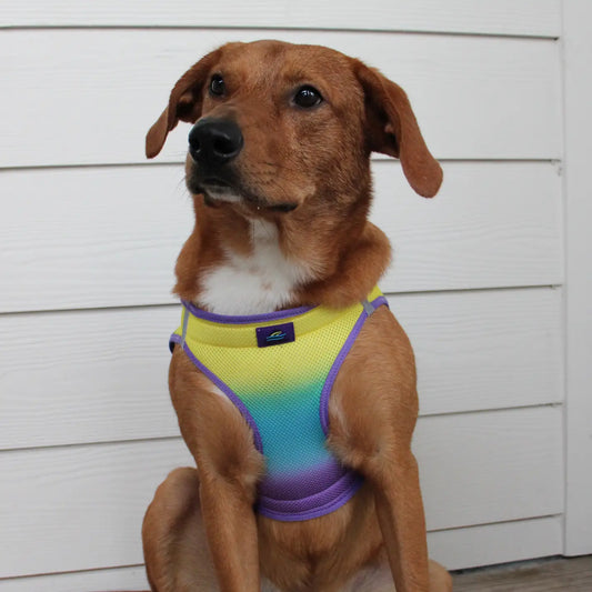 American River Lemonberry Ice Ombré Step In Dog Harness