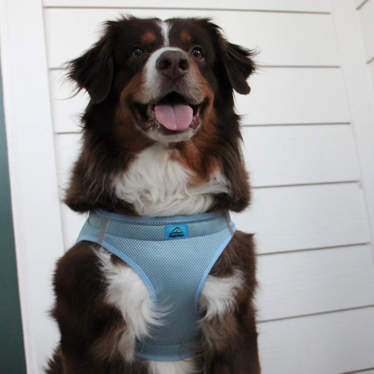 American River Light Blue Step In Dog Harness