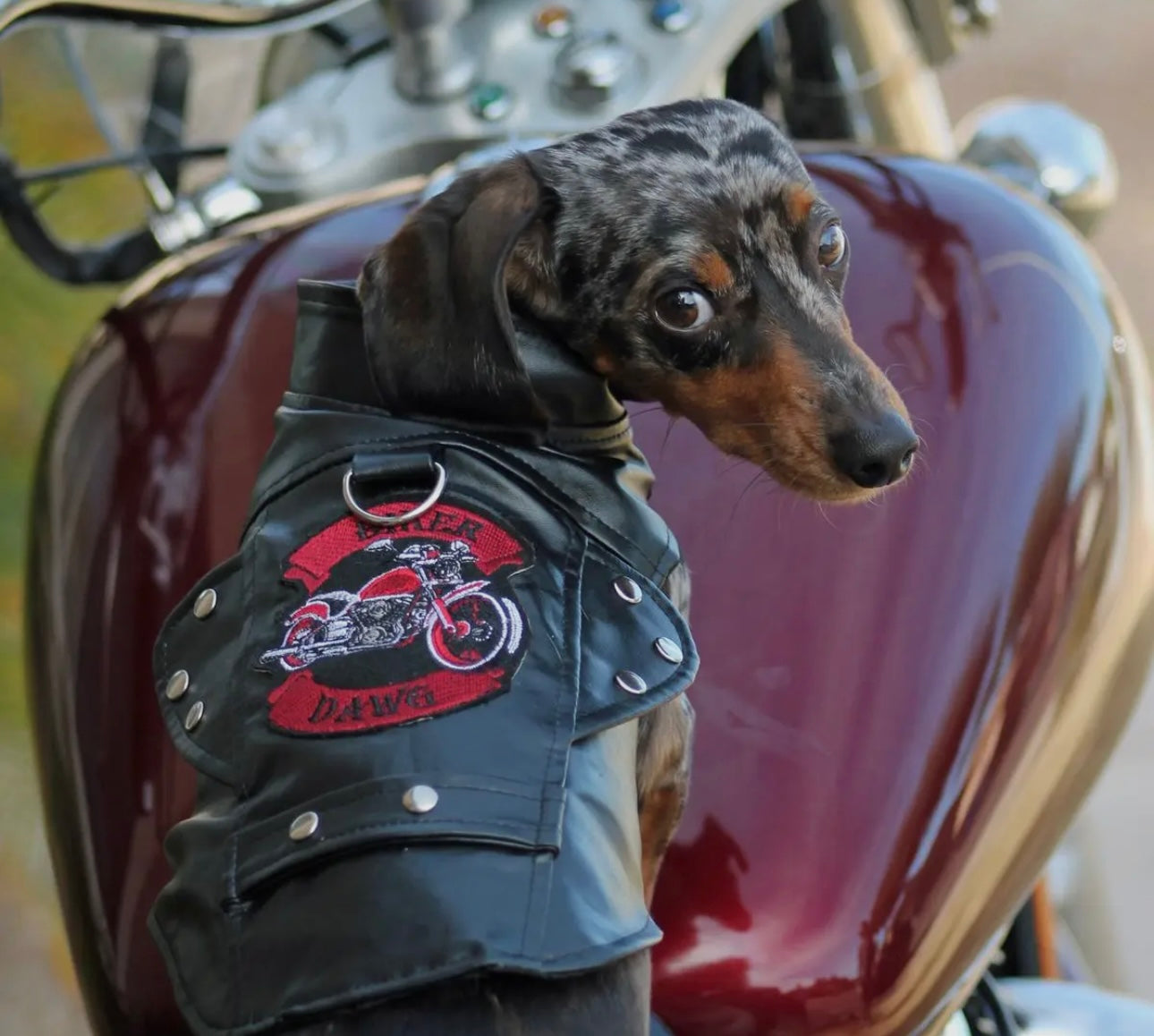 Biker Dawg Motorcycle Dog Jacket
