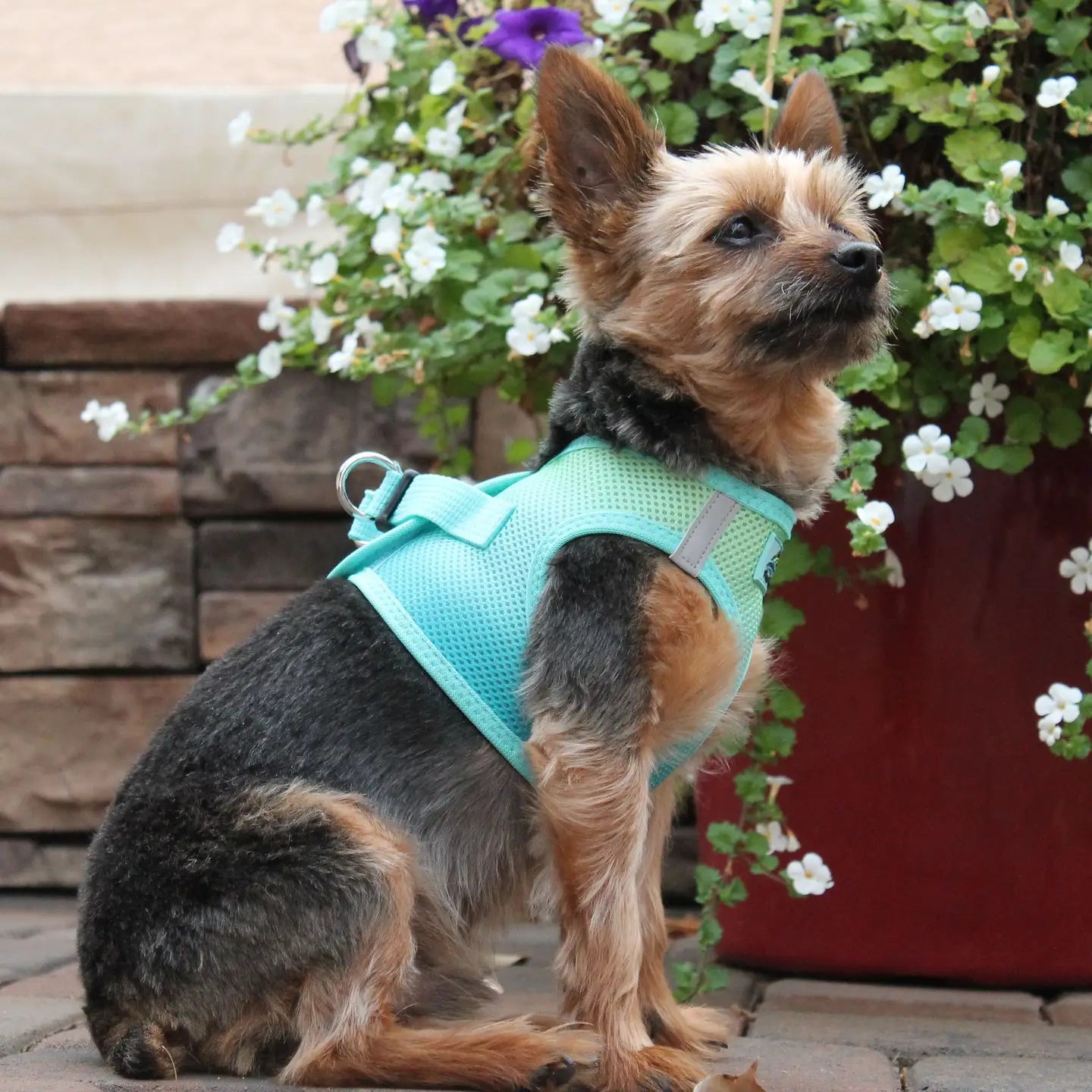 American River Ombré Aruba Blue Dog Step In Harness