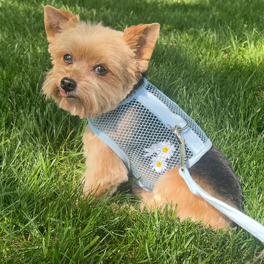 Cool Mesh Blue Daisy Dog Harness With Leash