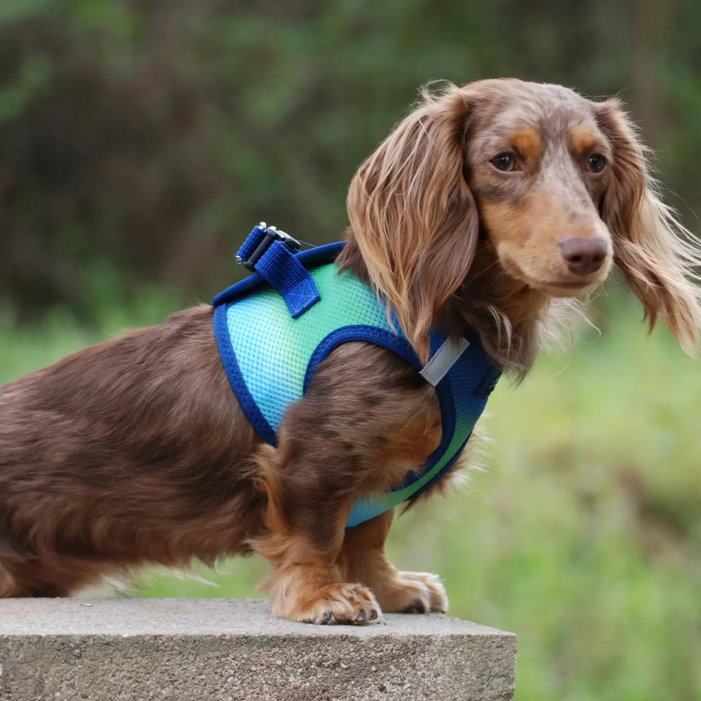 American River Blue & Green Ombré Step In Dog Harness