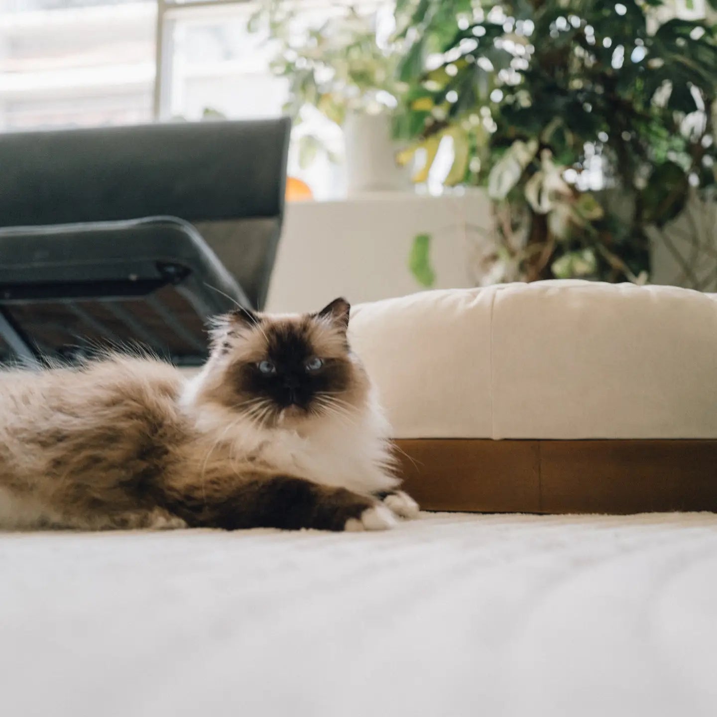 Oslo Modern Luxury Pet Bed