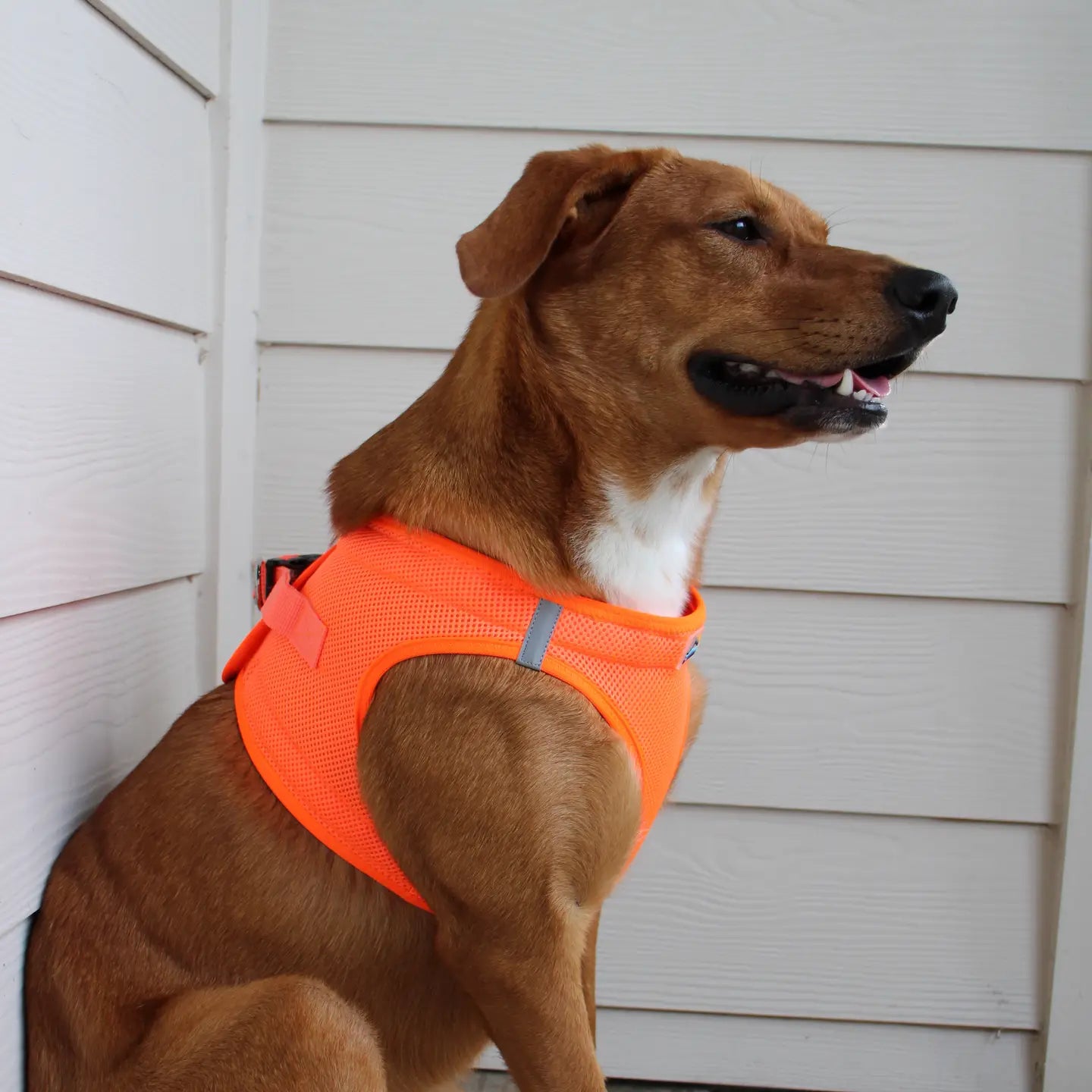 American River Hunter Orange Step In Dog Harness