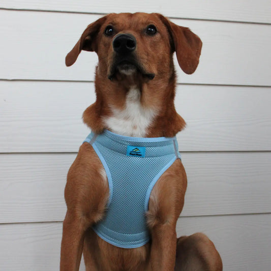American River Light Blue Step In Dog Harness