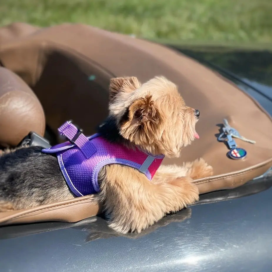 American River Raspberry Sundae Step In Dog Harness