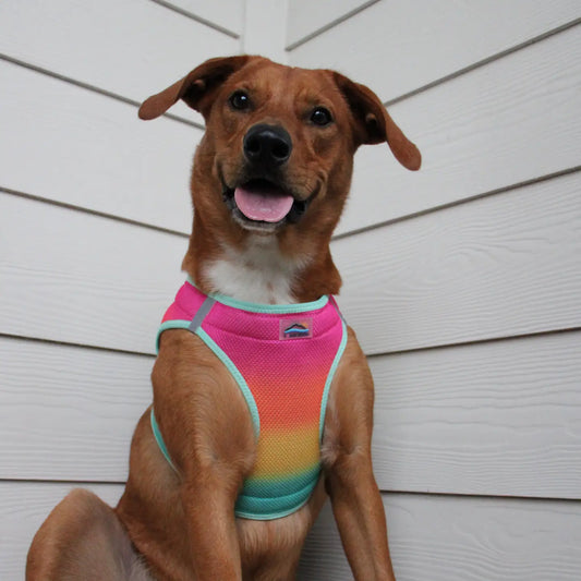 American River Beach Party Step In Dog Harness