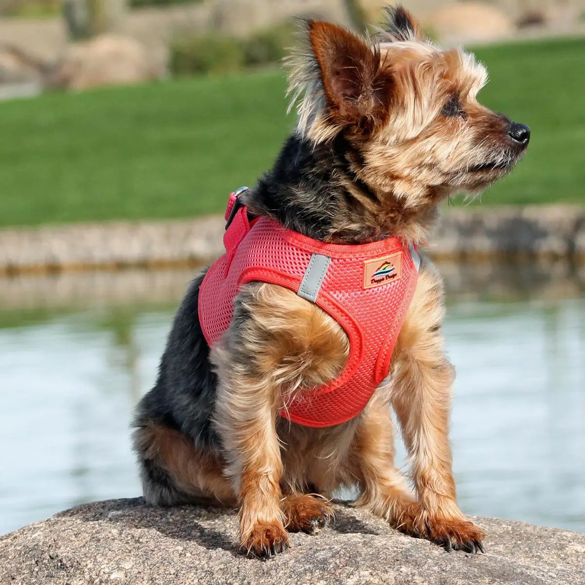 American River Coral Step In Dog Harness