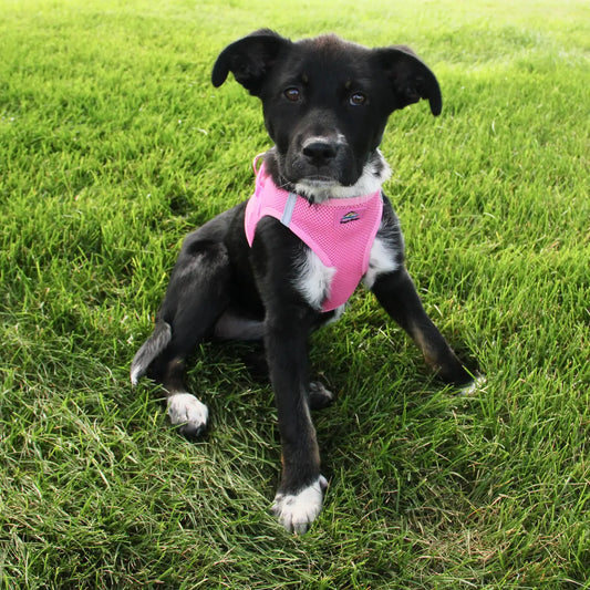 American River Candy Pink Step In Dog Harness