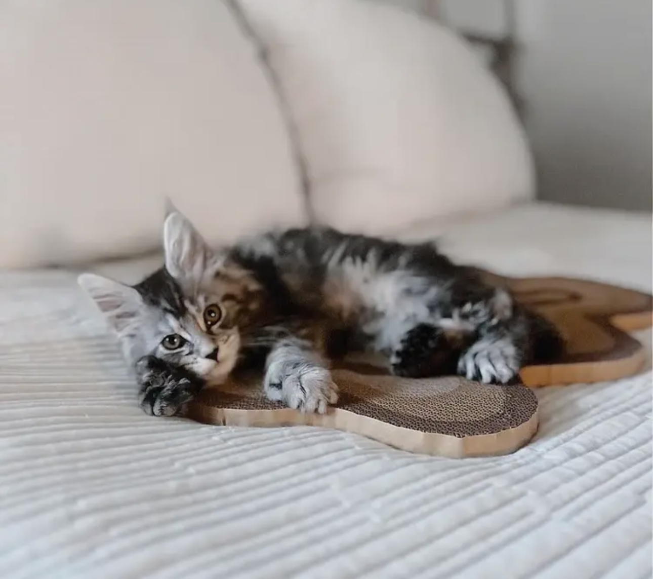 Bloom Cat Scratcher - Set of 3