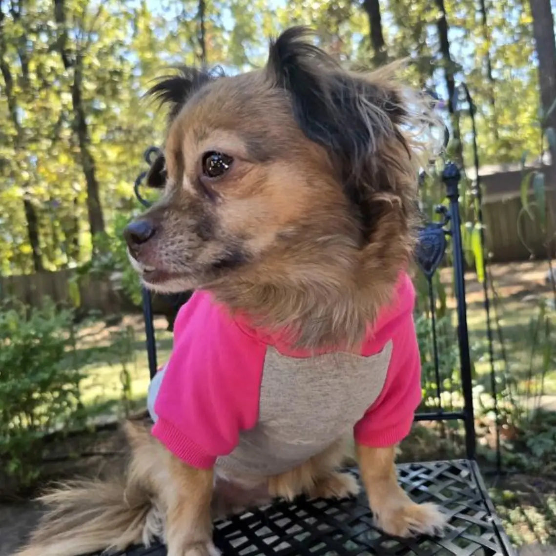 Color Block Dog Hoodie - Pink on Gray