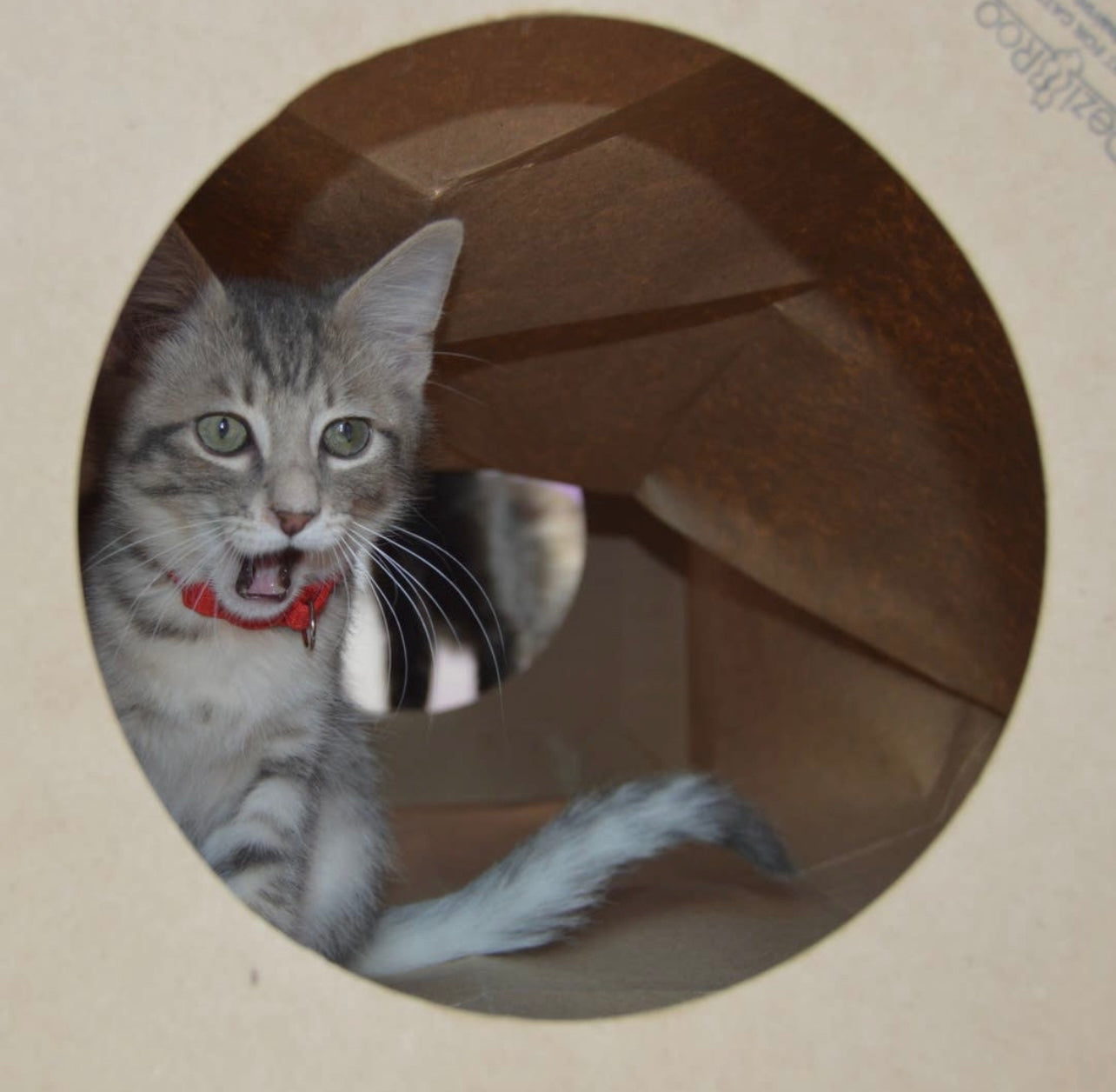 Hide and Sneak Paper Tunnel for Cats