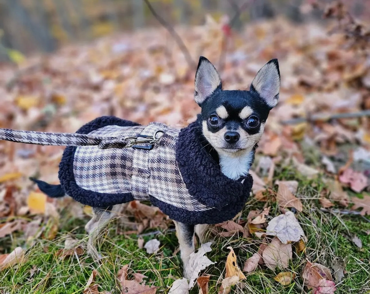 Brown and White Plaid Black Sherpa Lined Dog Harness Coat with Leash
