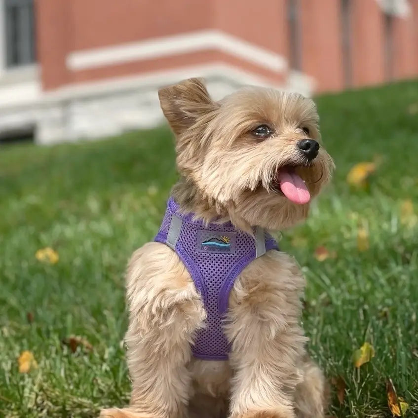 American River Paisley Purple Step In Dog Harness
