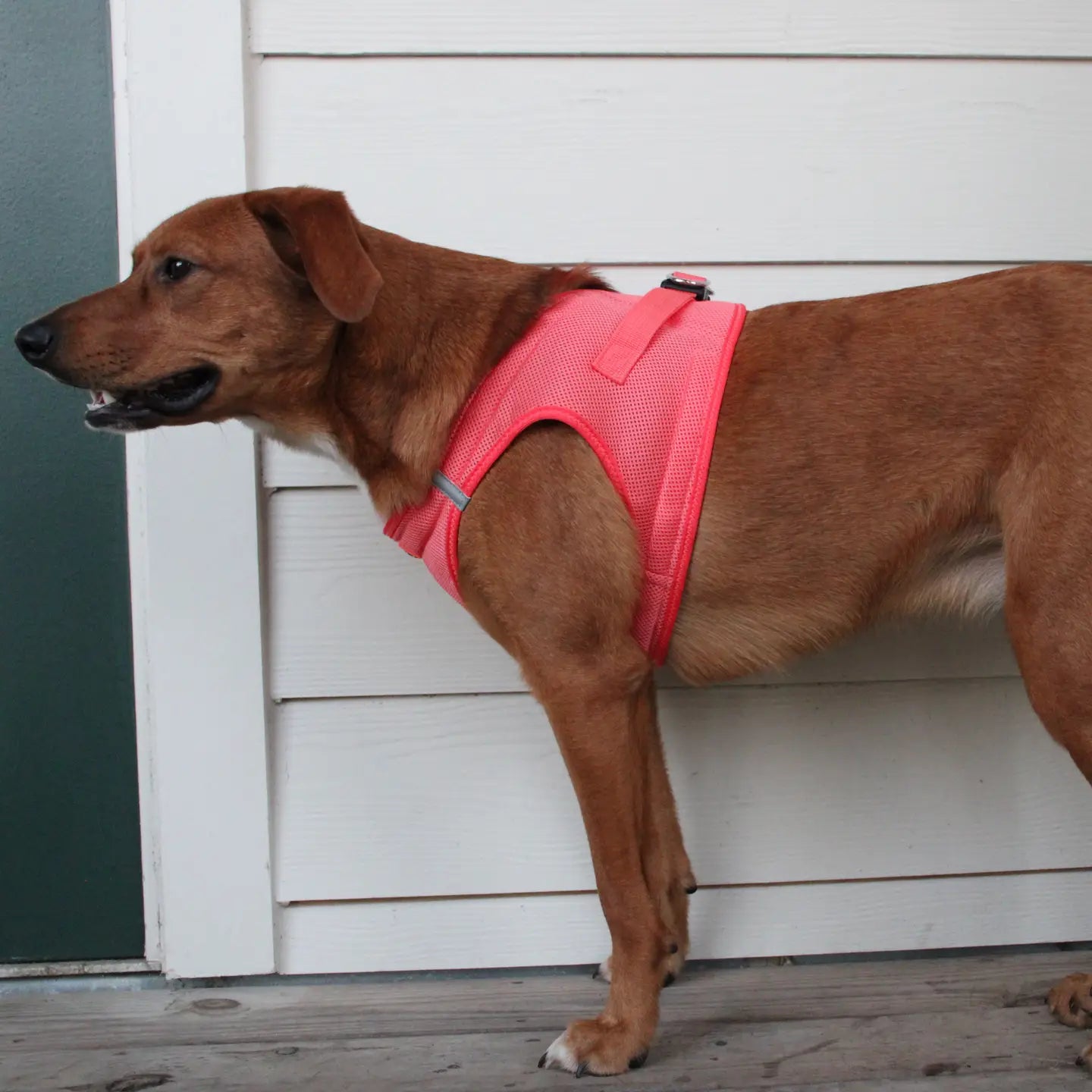 American River Coral Step In Dog Harness