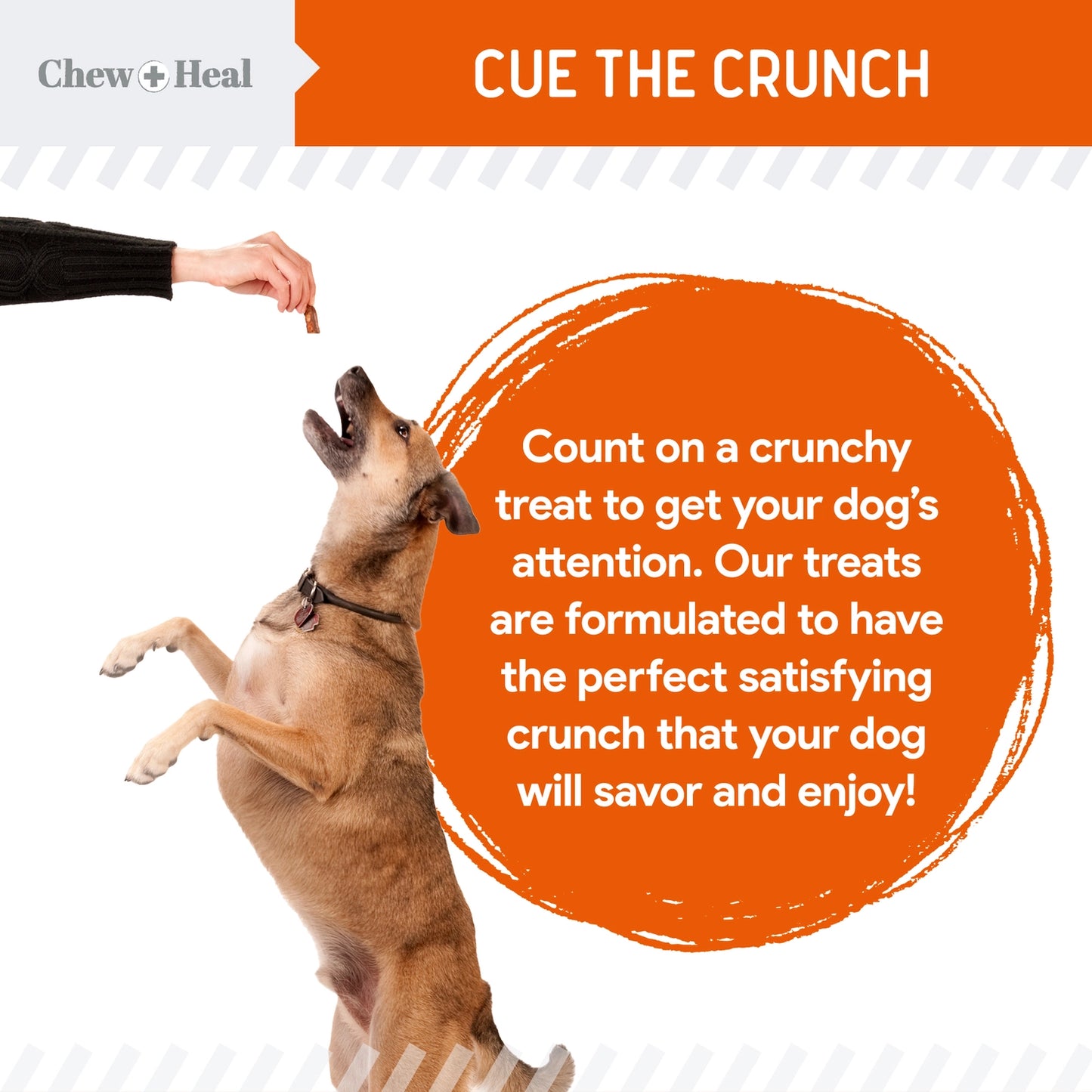 Pumpkin & Probiotics Crunchy Dog Treats