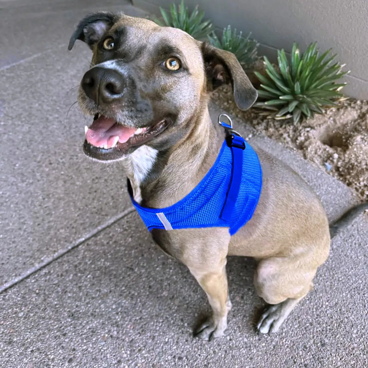 American River Blue Camo Dog Step In Harness