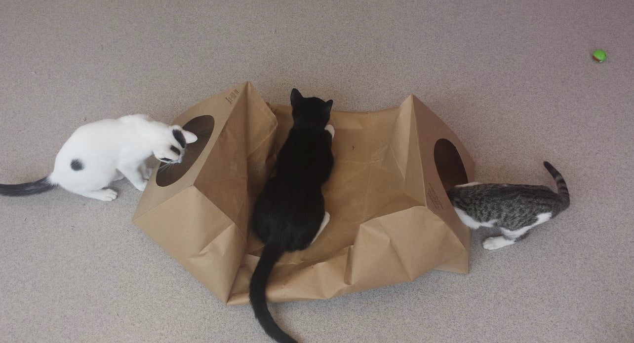 Hide and Sneak Paper Tunnel for Cats