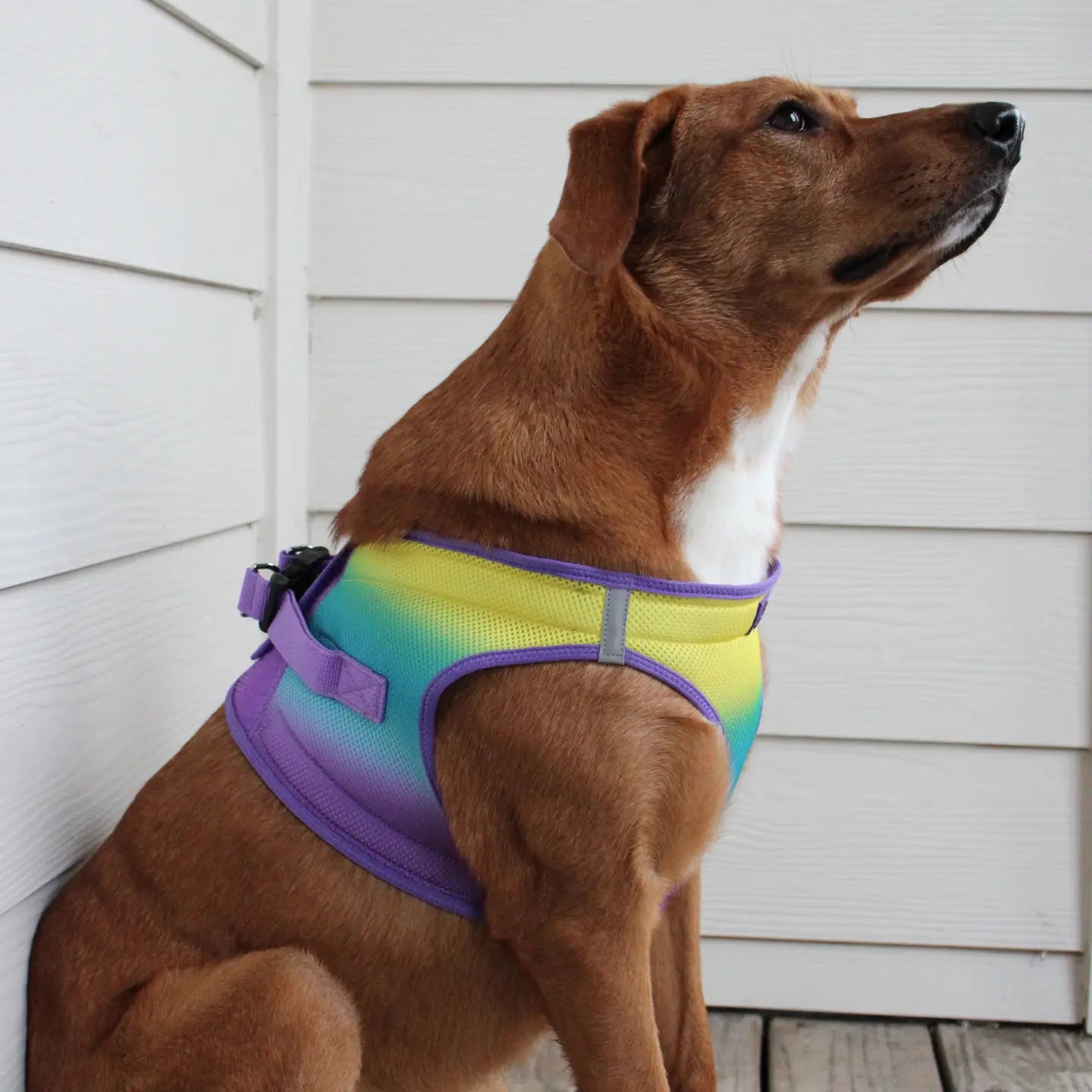 American River Lemonberry Ice Ombré Step In Dog Harness
