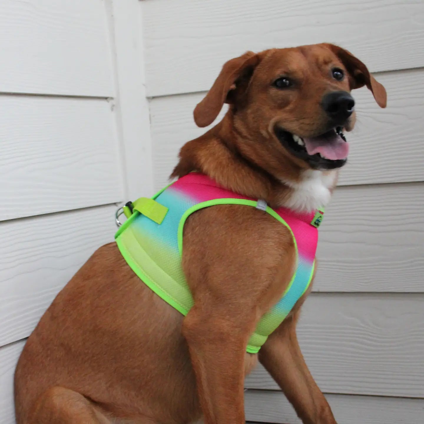 American River Rainbow Step In Dog Harness