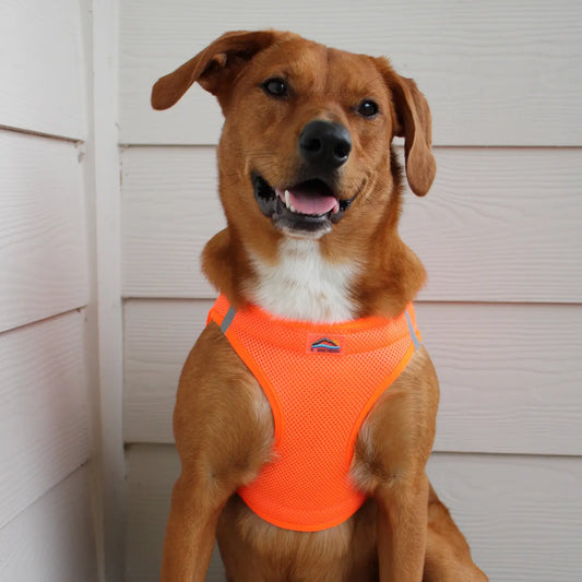 American River Hunter Orange Step In Dog Harness