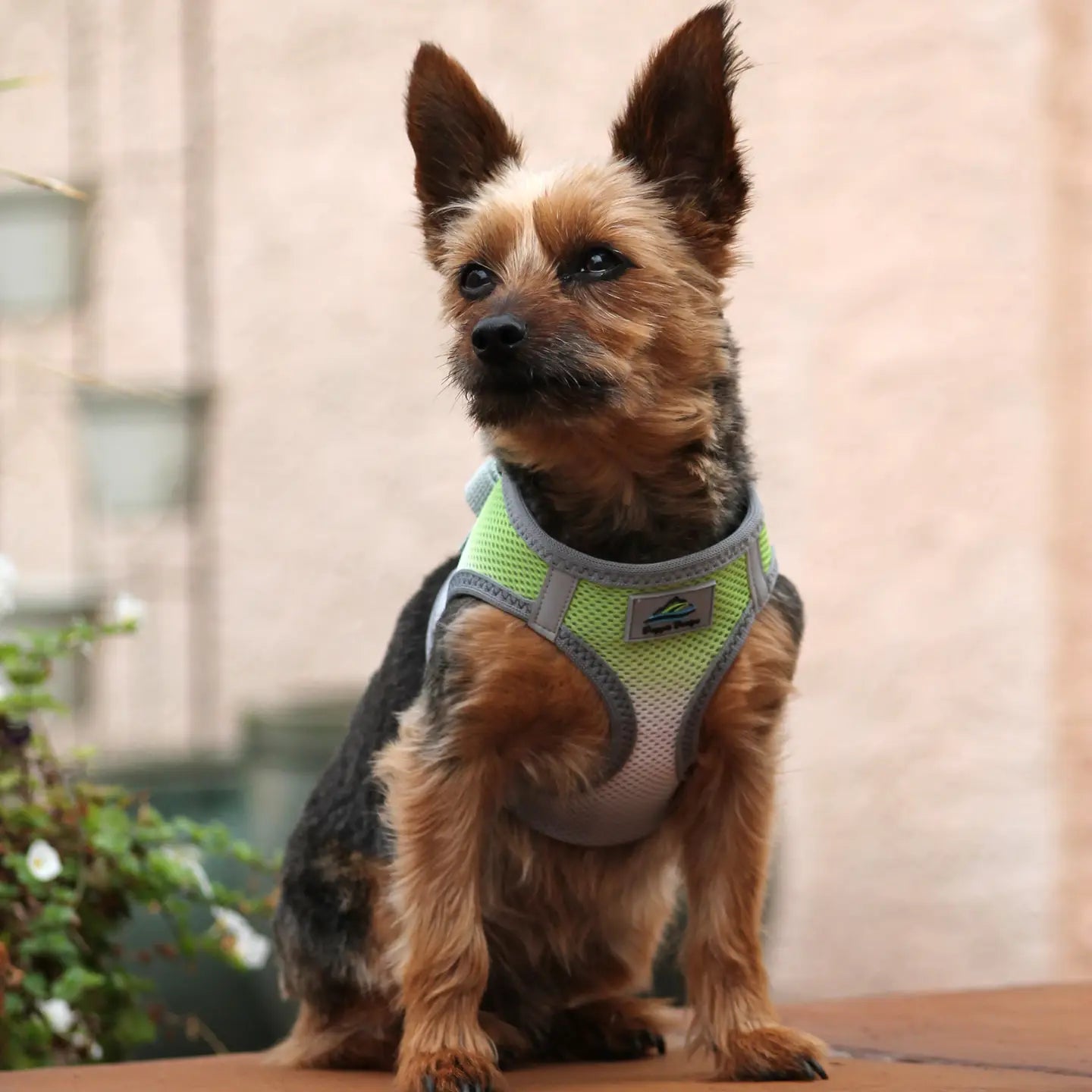 American River Limestone Gray Step In Dog Harness
