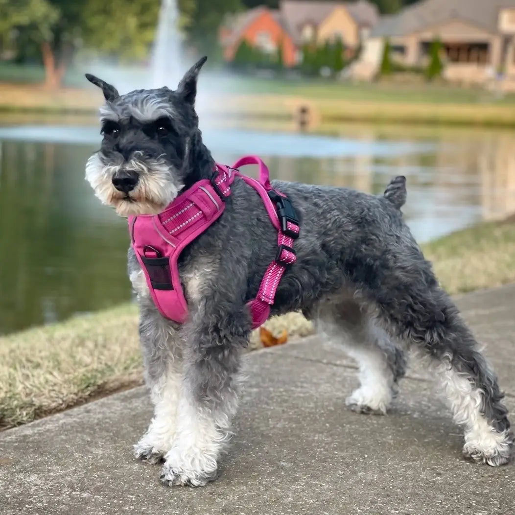 Hot Pink Venture Paw Dog Harness