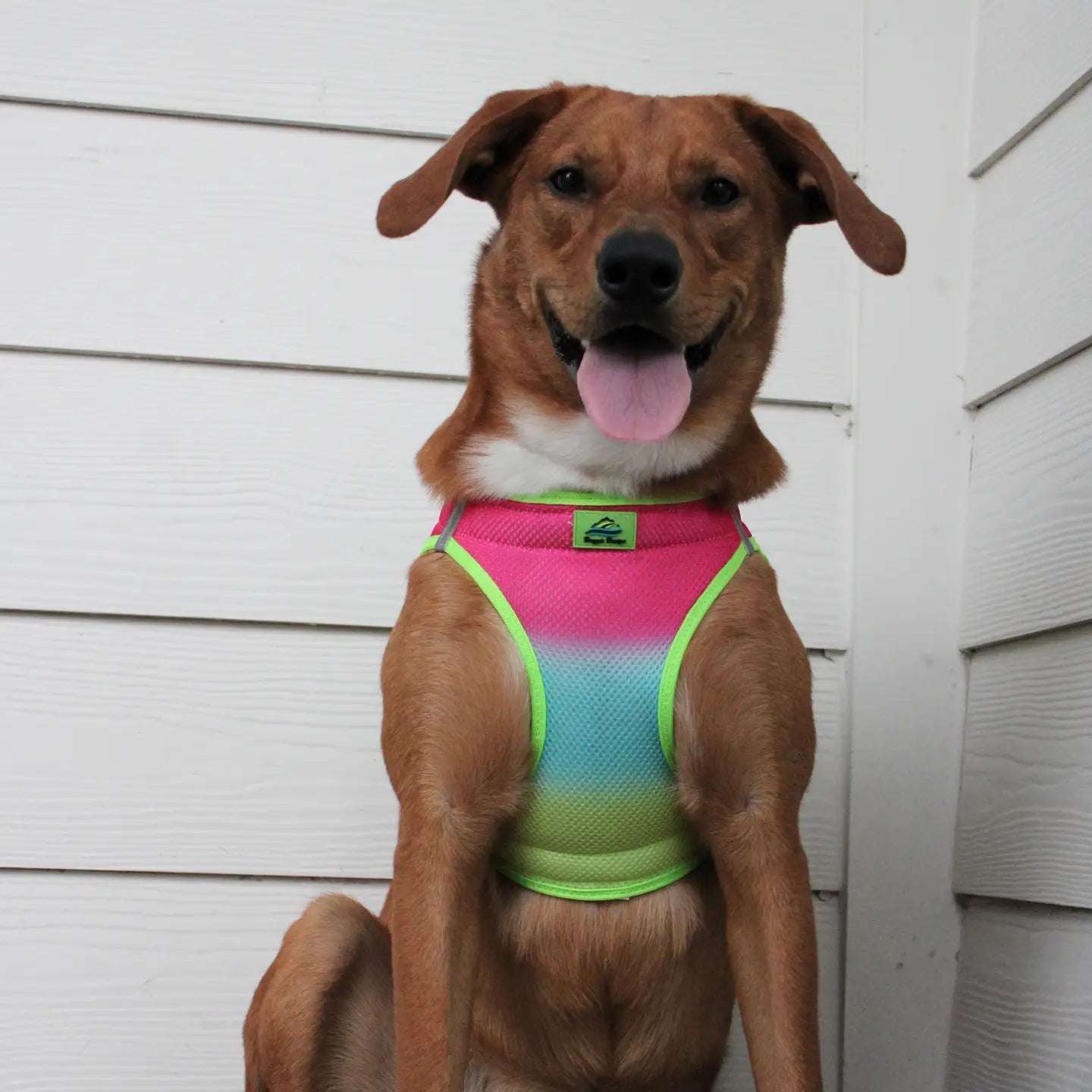 American River Rainbow Step In Dog Harness