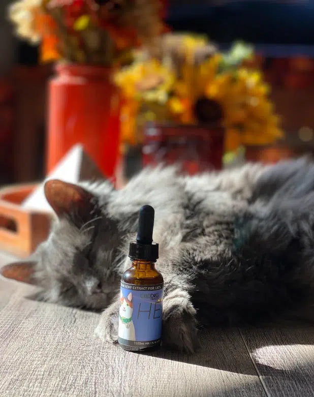 HEAL Full Spectrum CBD Oil for Cats