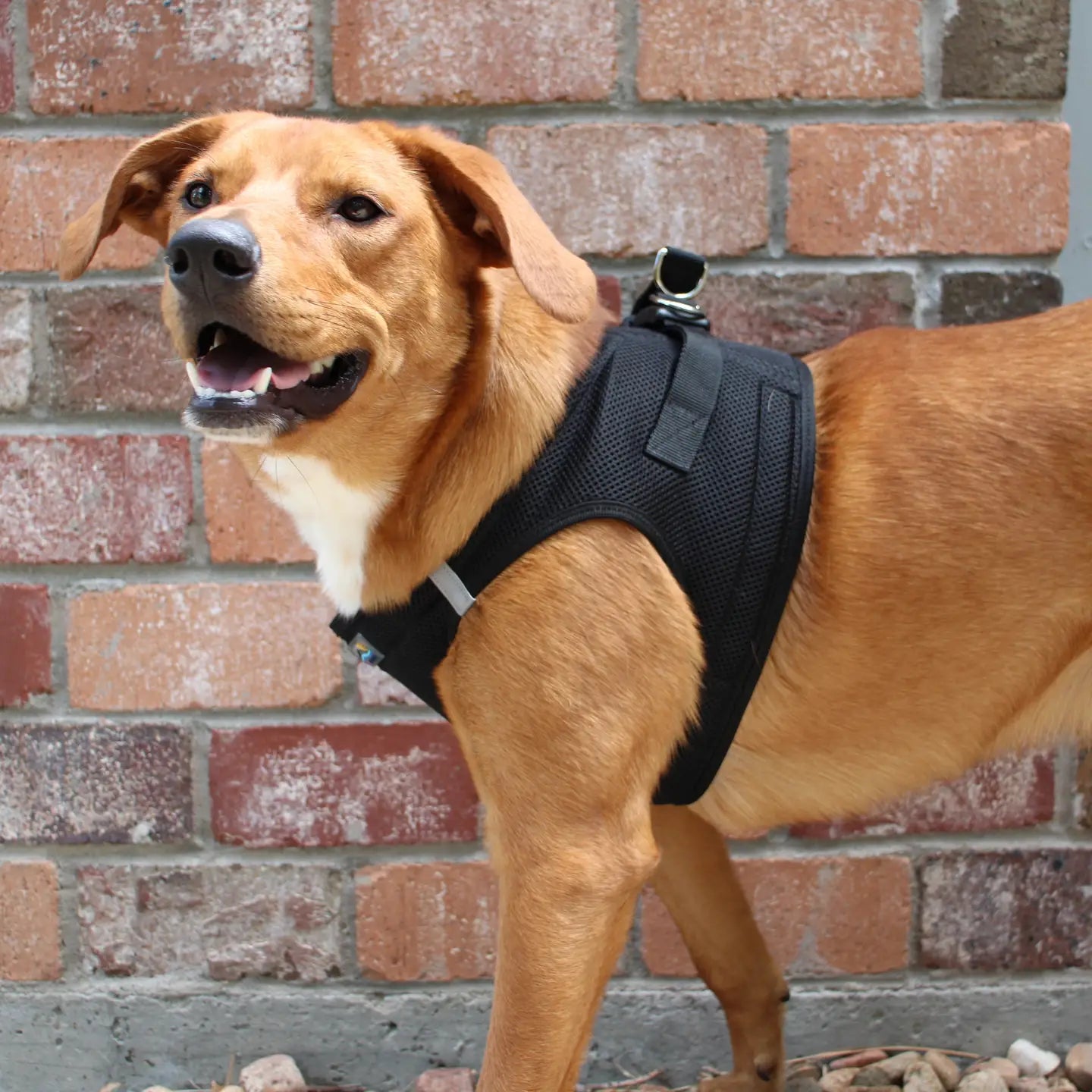 American River Black Dog Step In Harness