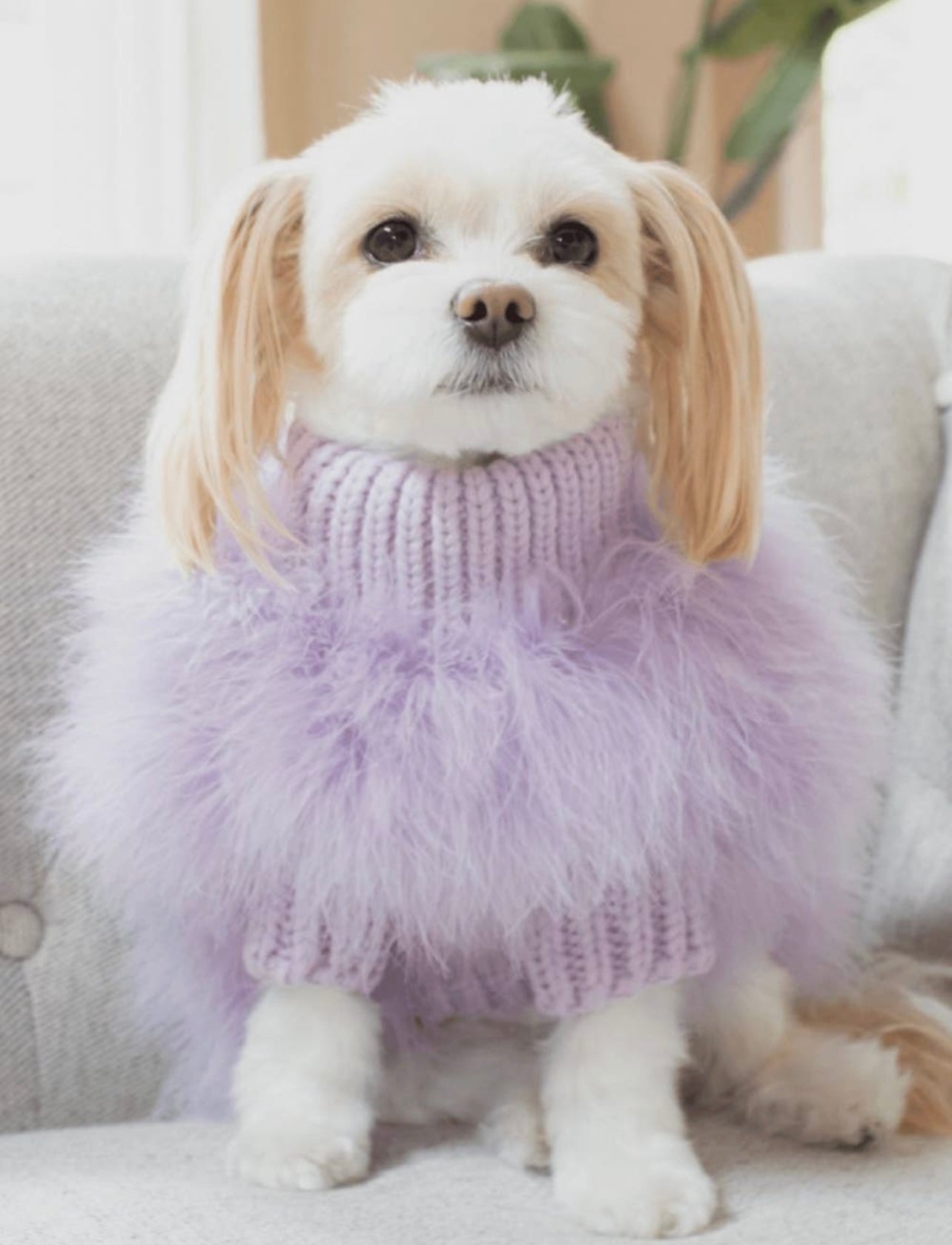 Fluffy Feather Pet Sweater - Christian Cowan x Maxbone