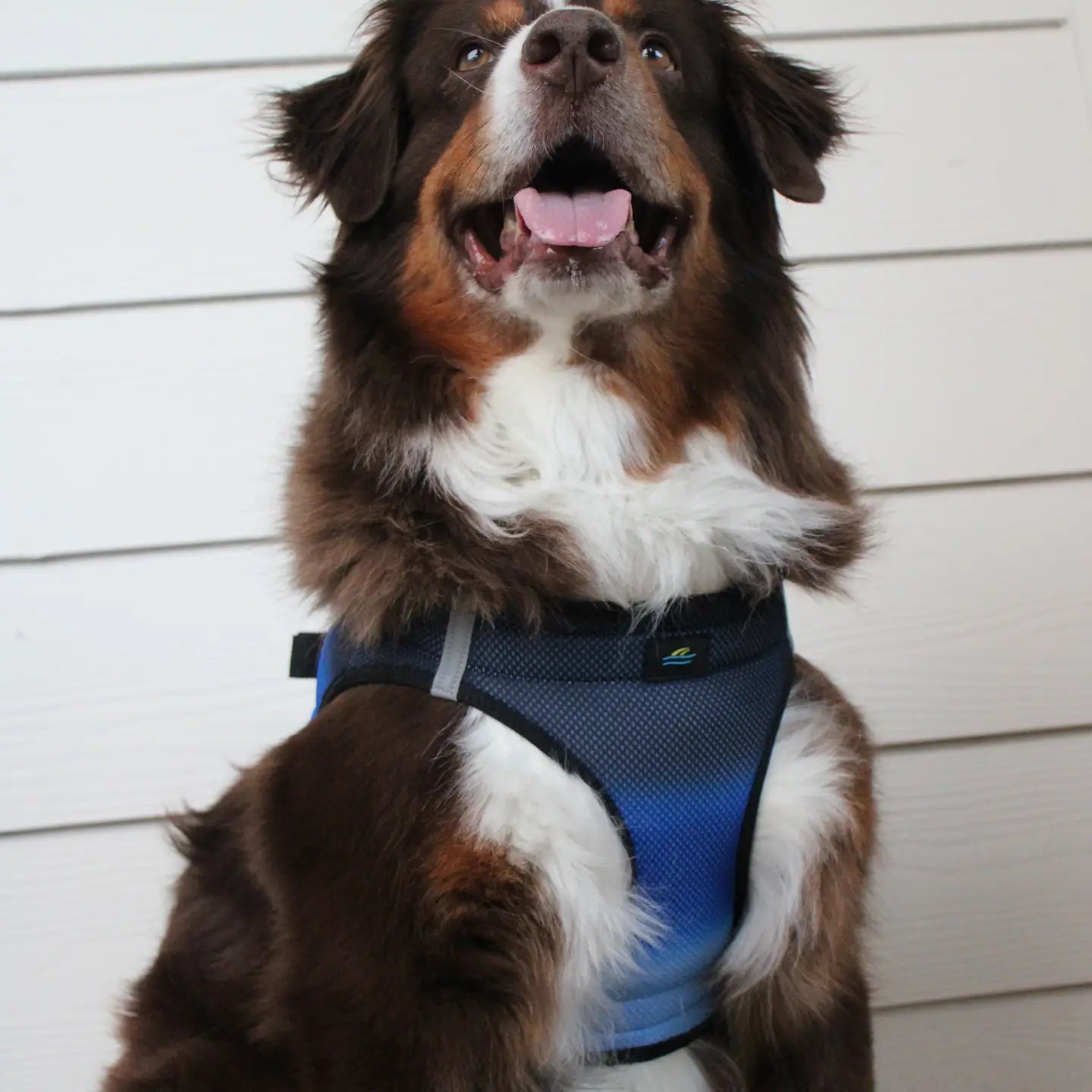 American River Midnight Sky Step In Dog Harness