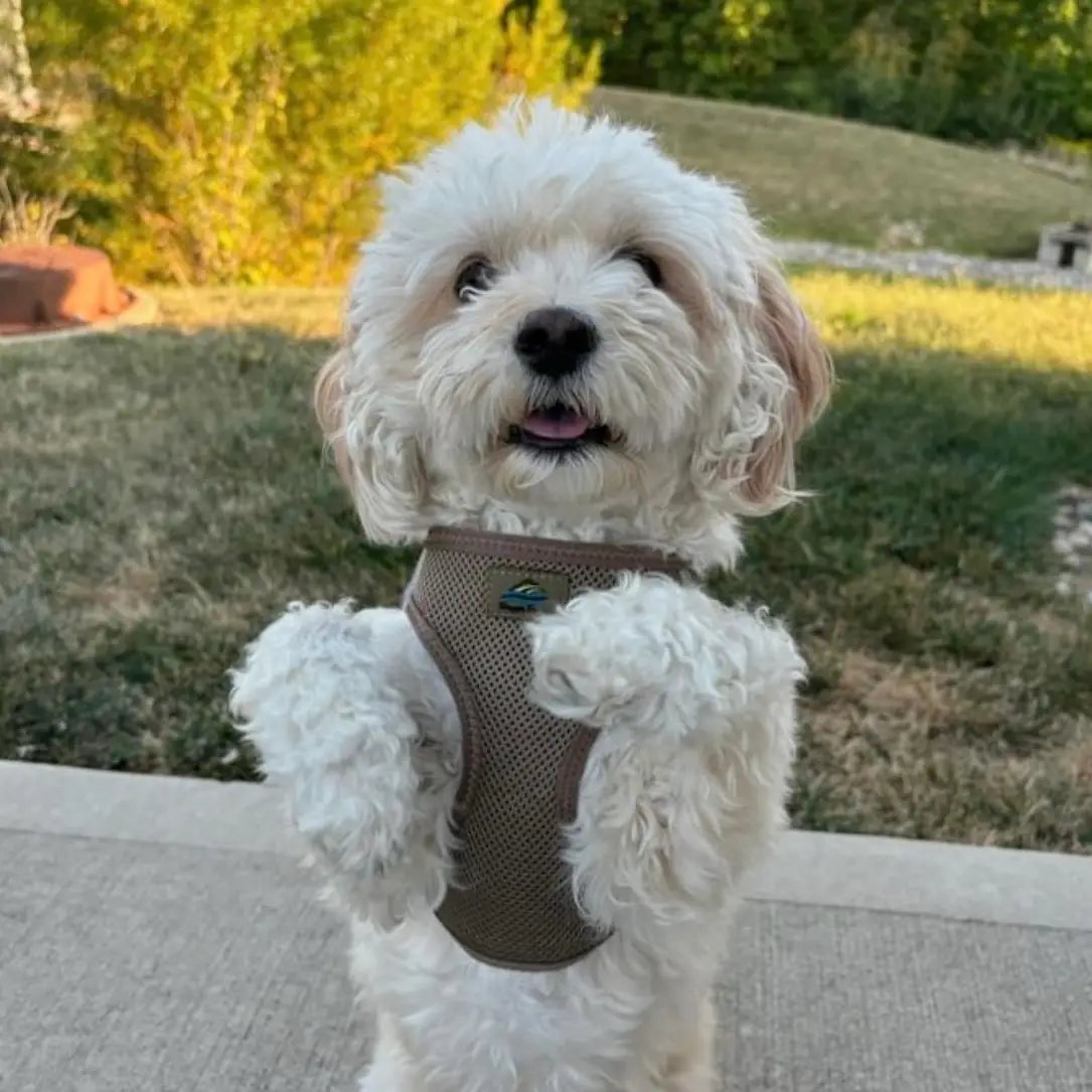 American River Fossil Brown Dog Step In Harness