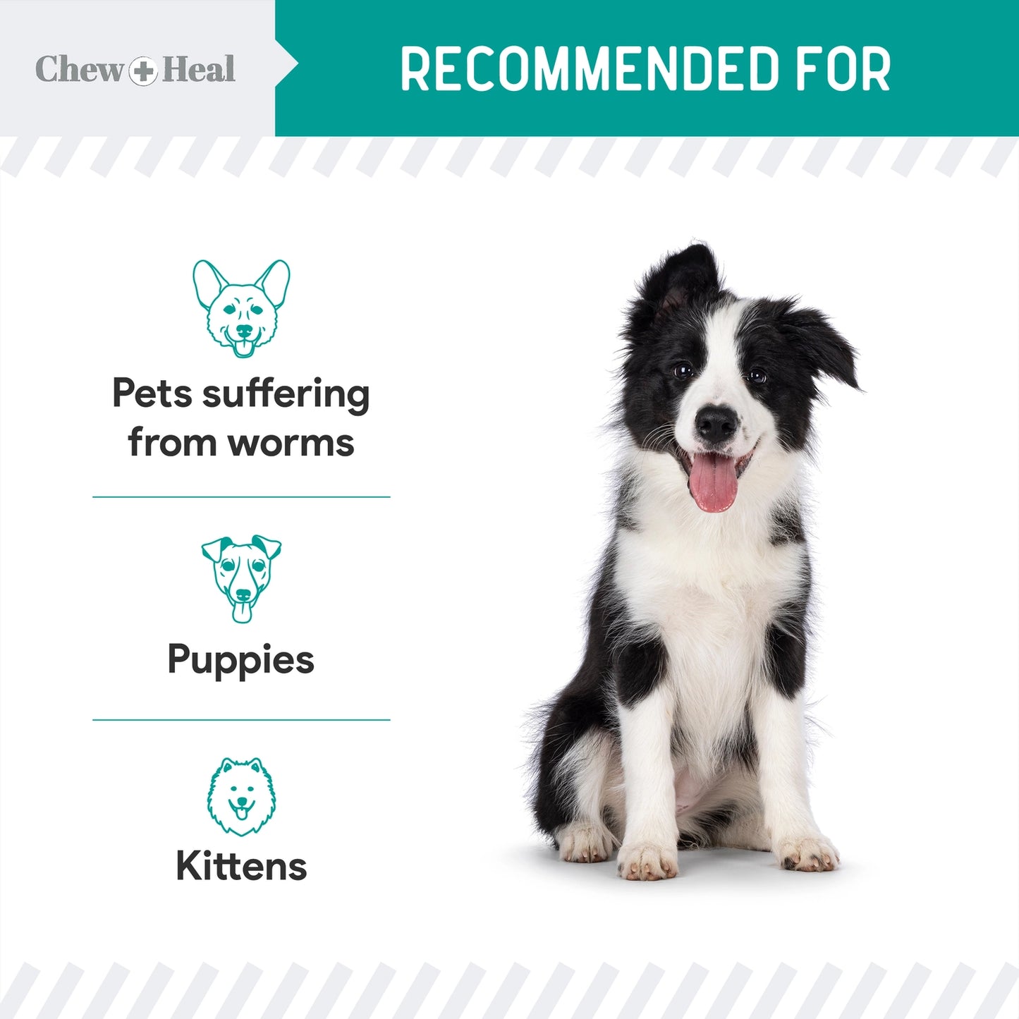 Stop the Worms Dewormer Liquid For Dogs and Cats