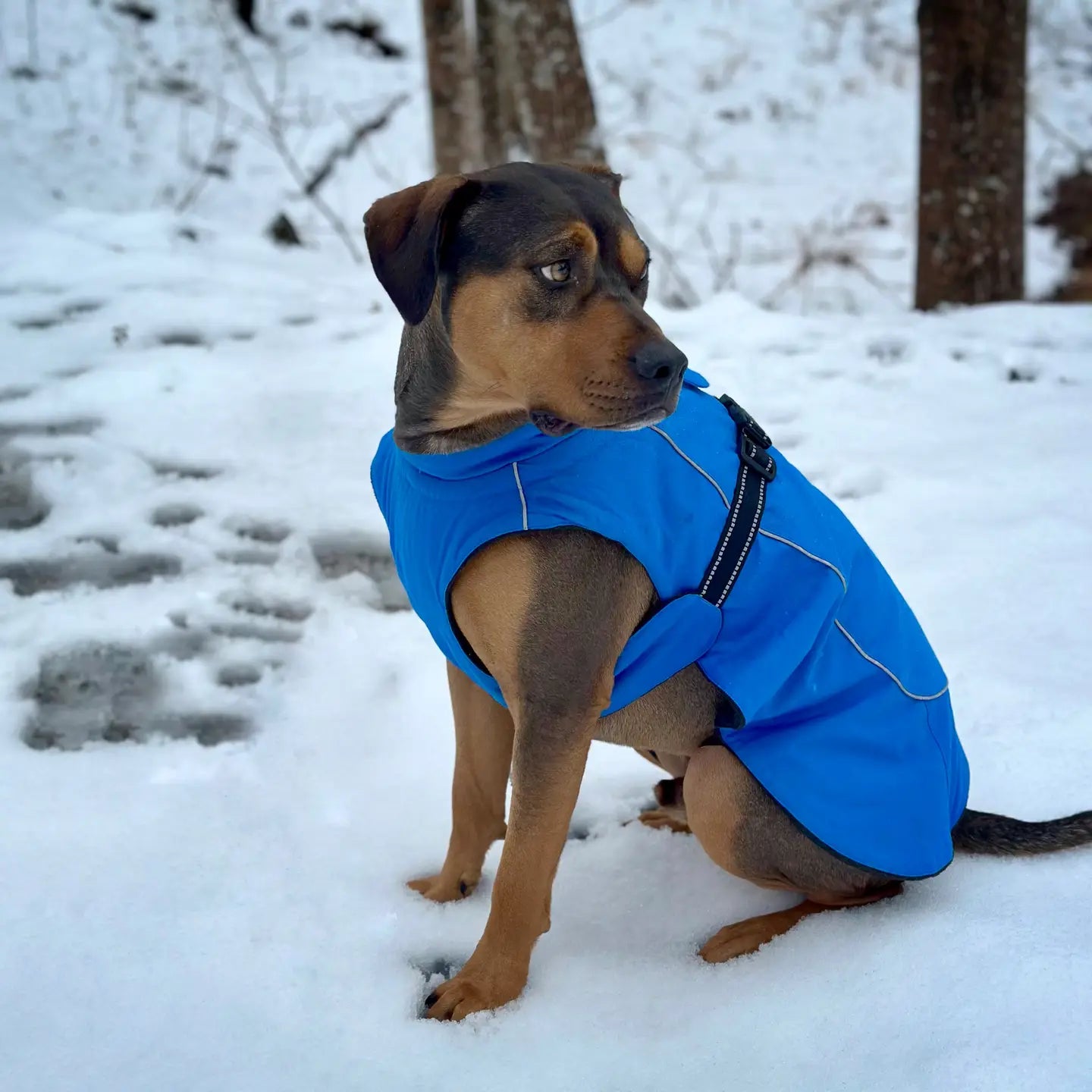 Alpine Tuf Terrain Dog Coat