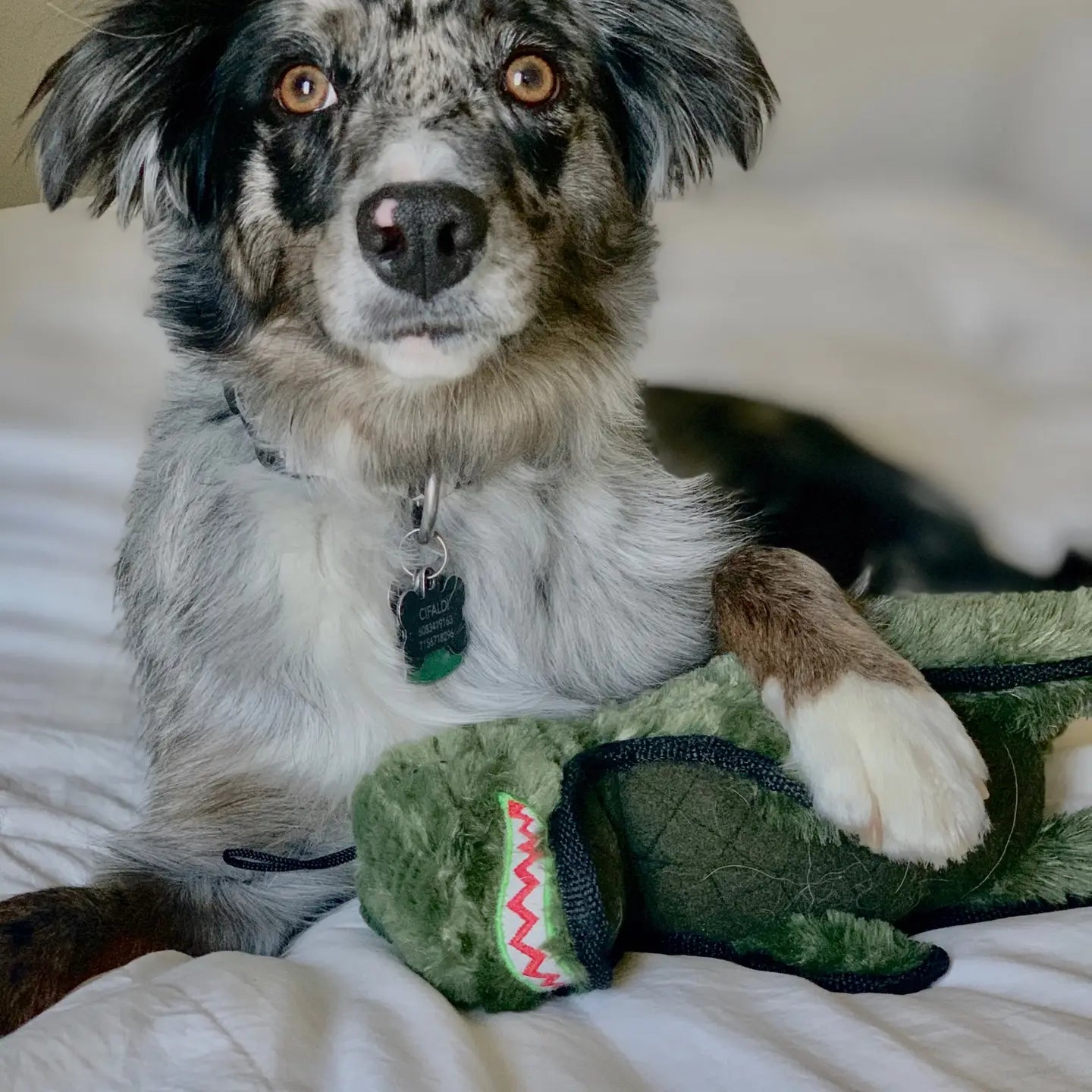 Ruffian Dino T-Rex Dog Toy