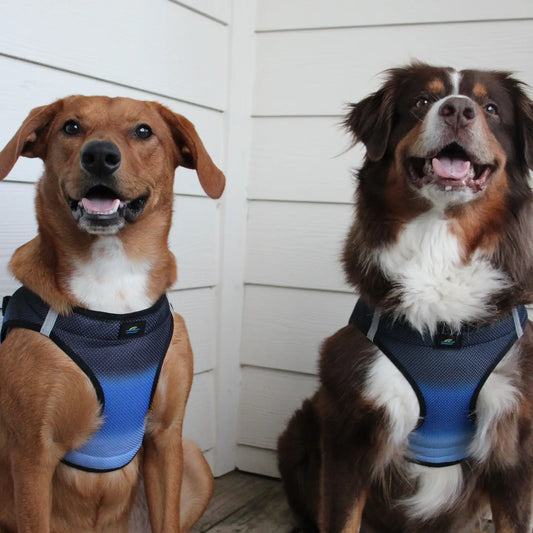 American River Midnight Sky Step In Dog Harness