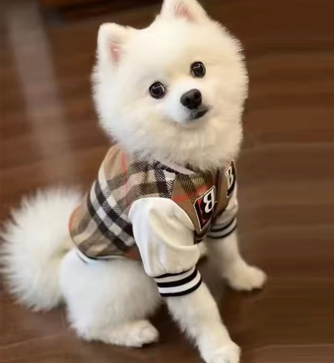 Designer Inspired Plaid Letterman Coat for Small Dogs and Cats