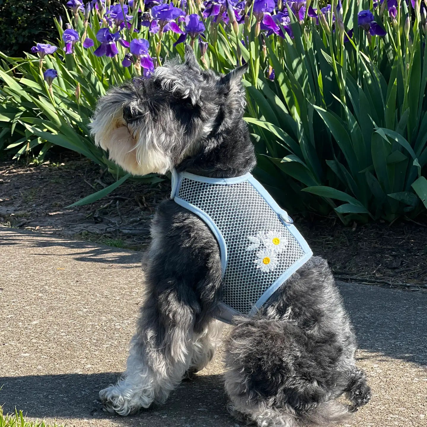 Cool Mesh Blue Daisy Dog Harness With Leash
