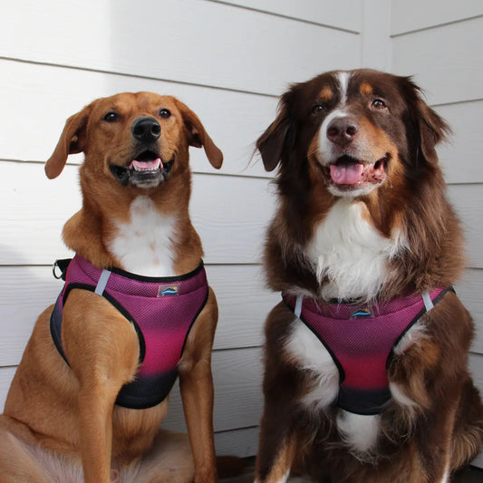 American River Sunset Pink Step In Dog Harness