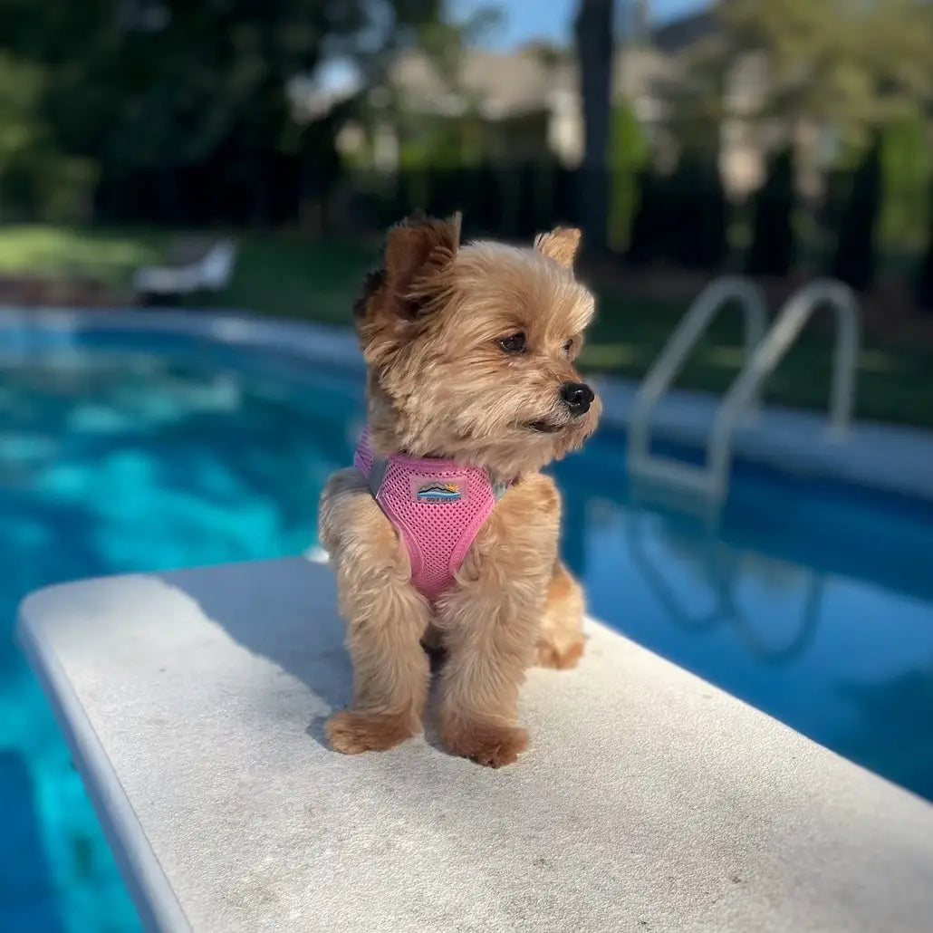 American River Candy Pink Step In Dog Harness