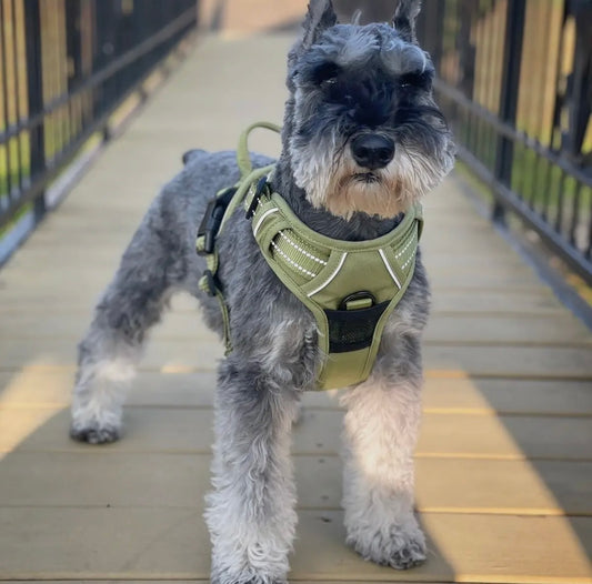 Sage Green Venture Paw Dog Harness