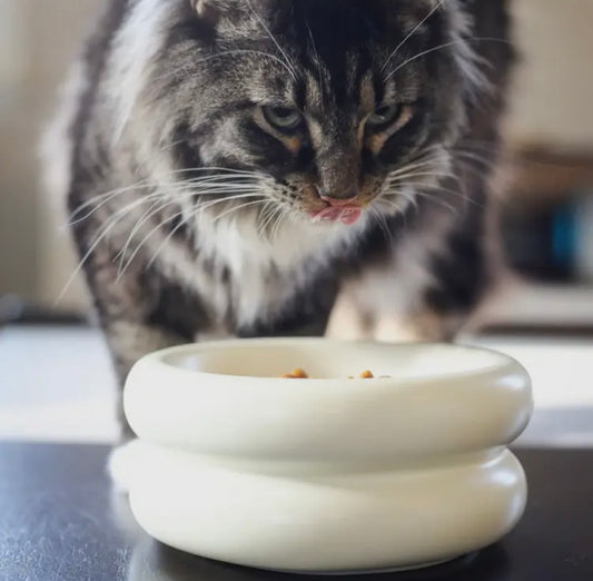 White Elevated Halo Pet Food Bowl