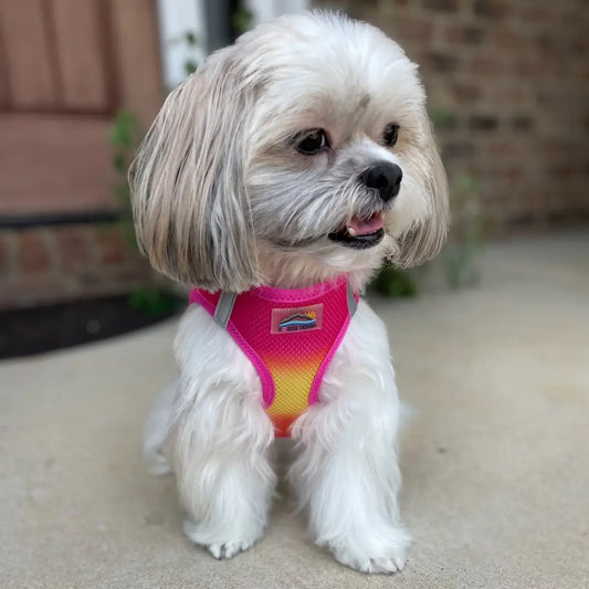 American River Rasberry, Yellow & Orange Ombré Step In Dog Harness